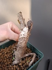 Oak bonsai tree - oak,