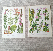 Foxglove Pink Flowers Plants