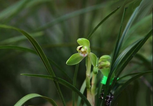 Easy care orchids air - care,