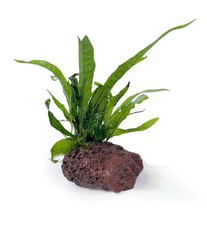 Java Fern & Java Moss on Lava Rock (6–9cm) – Live Aquarium Plant