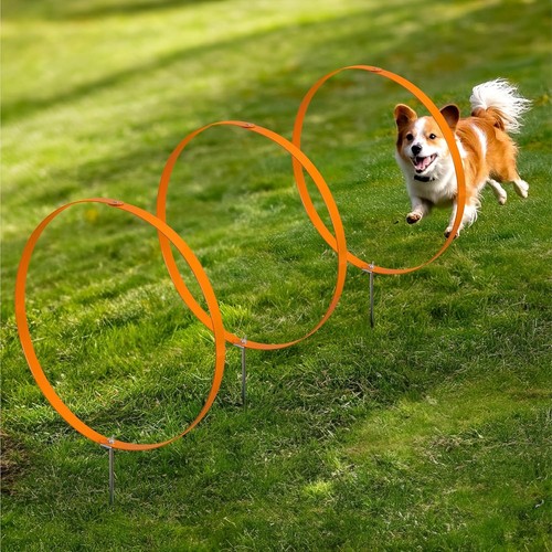Navaris dog agility training - dog,