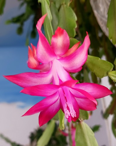 Christmas easter cactus 1 - 1,