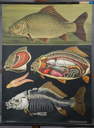 Countrycore vintage mural - mural, jung