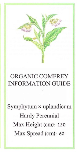 Organic comfrey roots bocking - organic, (bocking