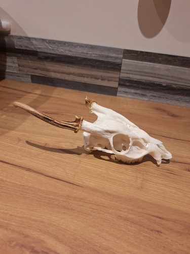 Muntjac deer skull - muntjac,