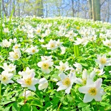 ENGLISH WOOD ANEMONE Nemorosa plant with Snowdrops spring flowering bulbs