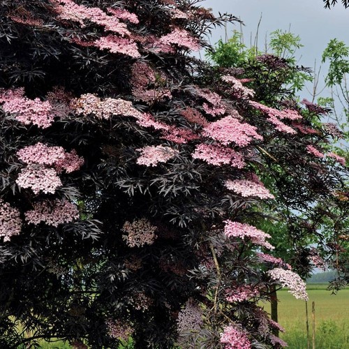 Sambucus nigra european black - european,