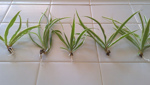 Variegated spider plant pup - 5,
