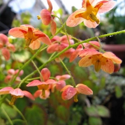 Epimedium warleyense - epimedium,