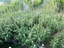 Salvia Candelabrum (10 Seeds/Seeds)
