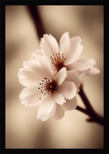 Soft cherry blossom framed - cherry,