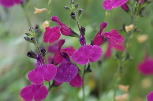 Salvia viola darling 9cm - darling',