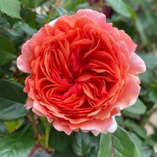 DUCHESS OF CORNWALL - Fragrant