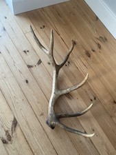 Red Deer stag Antler XL Large
