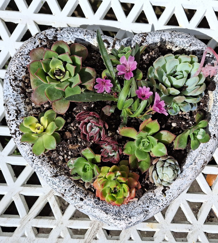 Heart shaped planter - , with