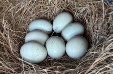 Splash Silkie Ameraucana