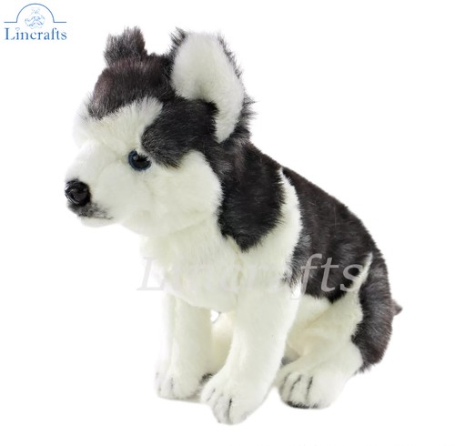 Hansa husky puppy - hansa,
