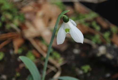 Galanthus hollis very early - hollis,