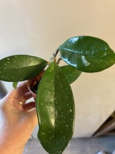 Hoya Carnosa Plant I Think