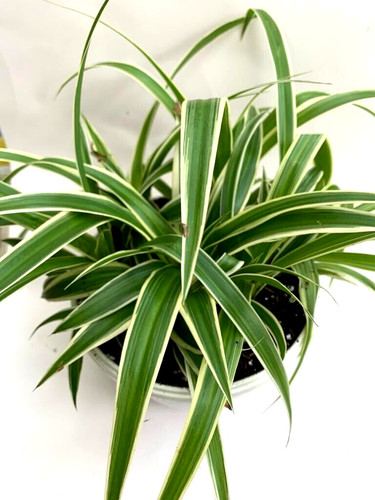 Spider plant chlorophytum - 1,