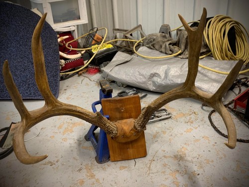 Deer antlers mount nice - nice, 10
