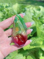 Rare Huge Watermelon Tourmaline, Natural Bi Color Tourmaline Necklace Mozambique