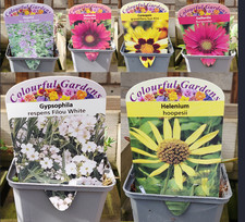 Cottage garden alpine rockery