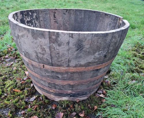 Giant extra large oak sherry - extra,