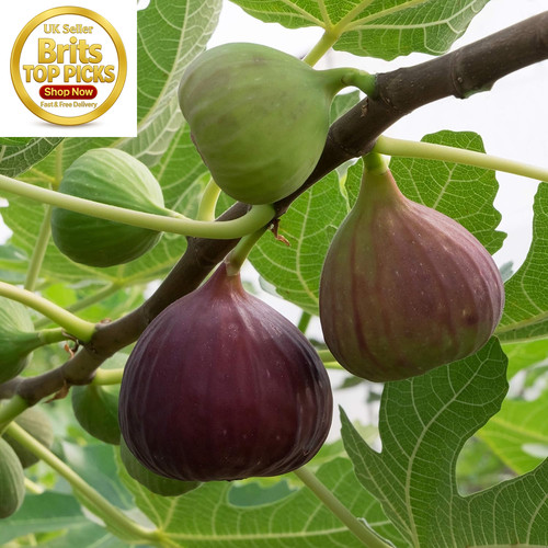 Brown turkey fig - brown, fruit