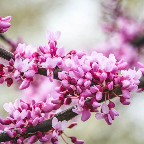 Pack eastern redbud - 3,