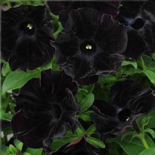 Petunia trailing back - petunia, 'back