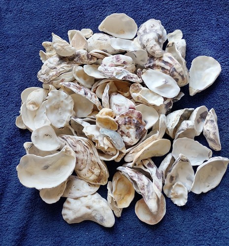 100 mixed size oyster shells - 100,