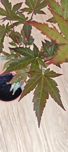 Acer palmatum mila japanese - mila,