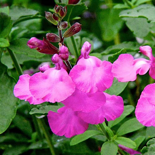 Salvia cool pink hardy - ,