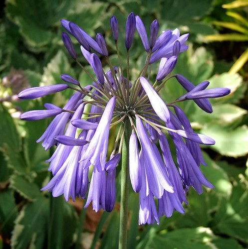 New agapanthus inapertus lilac - agapanthus,