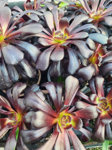 Aeonium arboreum schwarzkopf - aeonium,