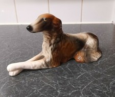 Large Long haired Greyhound /