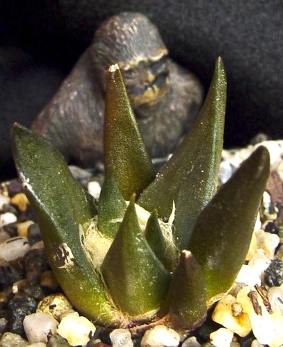 Ariocarpus retusus trigonus