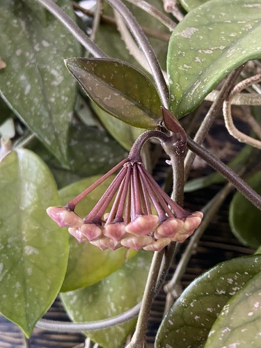 Hoya carnosa wax - wax, flower
