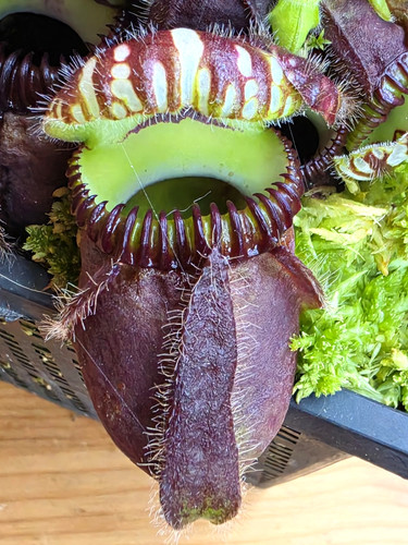Cephalotus folicularis albany - cephalotus,