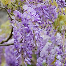 1 X WISTERIA 'SINENSIS'