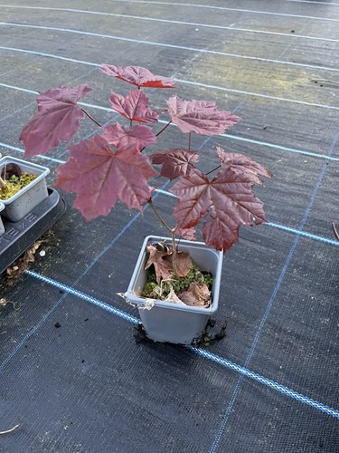 Norway maple crimson king - norway,