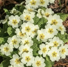 3 Primula Vulgaris Plants , Wild English Primrose, Plug Size, bare rooted