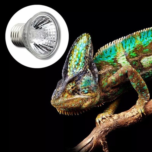 3pc reptile light bulb - reptile,