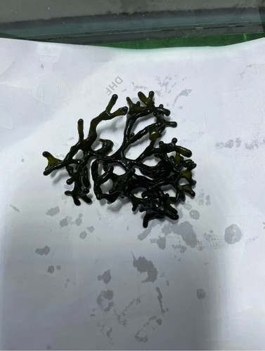 Codium macro algae for - codium,