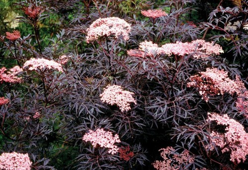 Sambucus black lace - in, pot