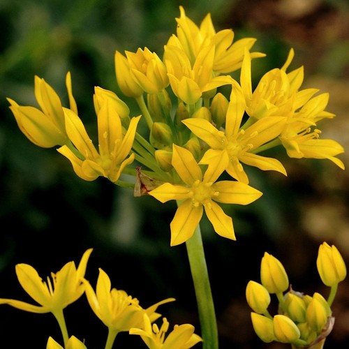 Allium moly golden - 40, yellow