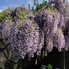 Wisteria Prolific 1.5 Litre
