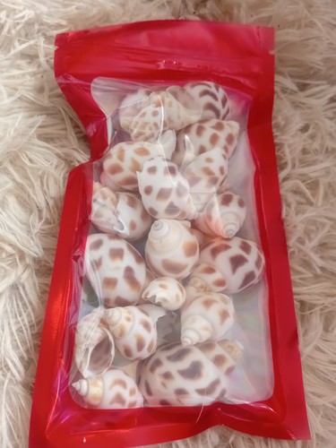 Shells for hermit crabs - shells,