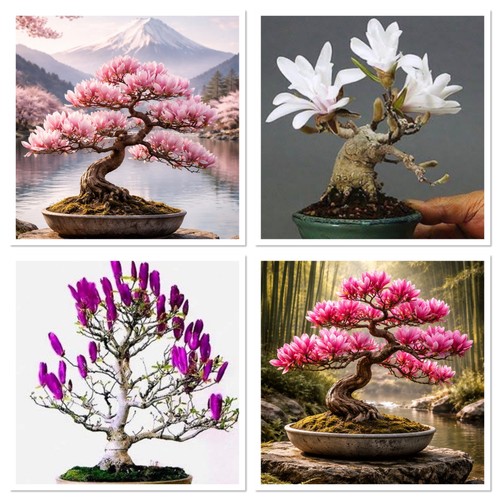 Mixed colours magnolia tree - magnolia,